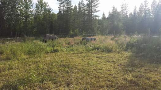 facebook_1502133941863